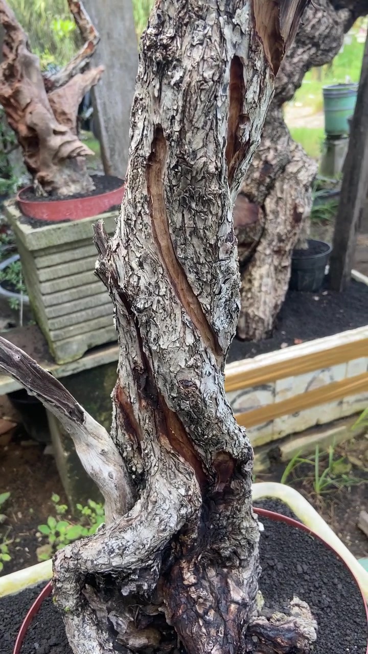 Close-up of a Textured Bonsai Tree Trunk with Spiral Bark