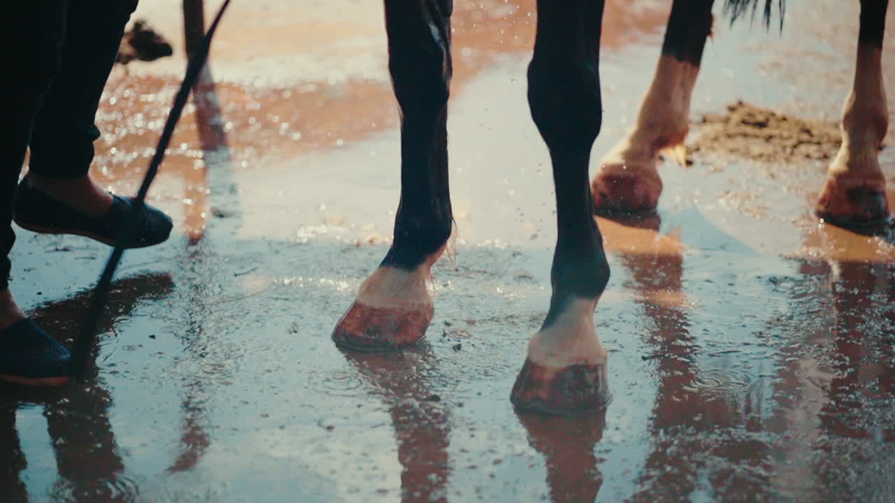 Close-up Bathing Horse on barn, Preparation for equestrian show performance