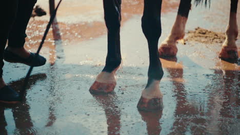 close-up bathing horse on barn, preparation for equestrian show performance