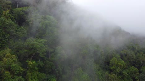 misty cloud forest in santa marta, colombia with lush greenery and serene atmosphere