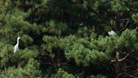 grey heron perched on pine trees in south korea in summer