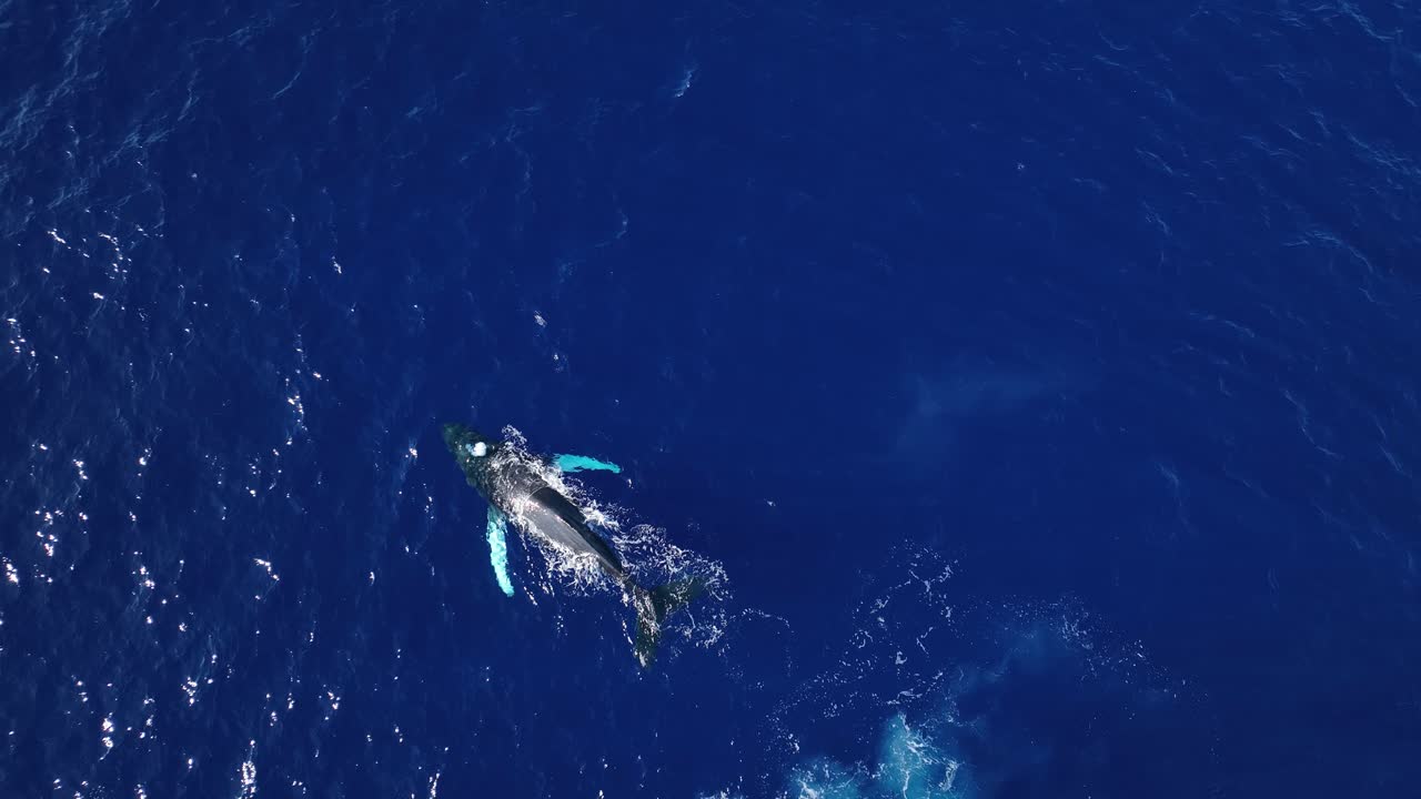 성인 수컷 혹등고래 거품이 수중에서 의사소통의 방식으로 흐르고 있습니다.