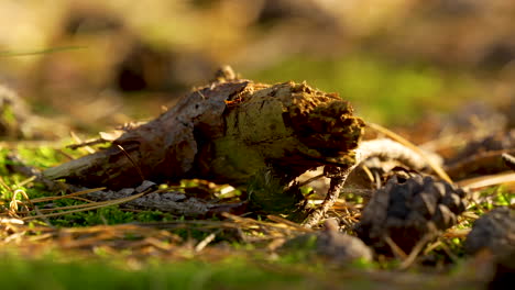 close-up of a decaying log and pine cones on a forest floor