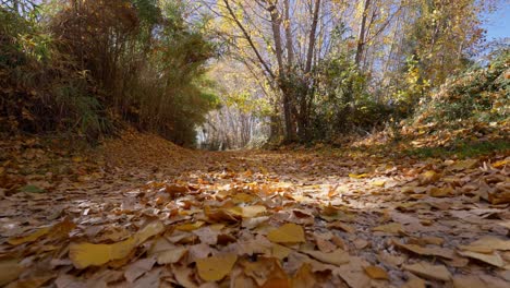 çleaves-falling-while-walking-on-yellow-poplar-leaves-tapestry-on-forest-path-in-autumn-on-a-sunny-day