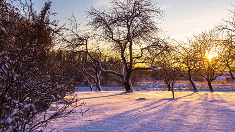 timelapse winter scene, sun setting behind leafless trees in frozen woods