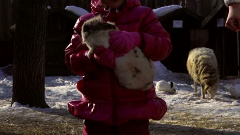 little baby girl holds a rabbit. girl talks to rabbit. sheep came to see the rabbit. a sunny spring day