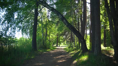 video footage of a forest ground