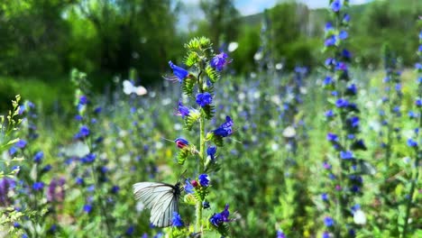 captivating blue wildflowers surrounded by butterflies in a lush green meadow setting, showcasing the beauty of nature's diversity and serenity