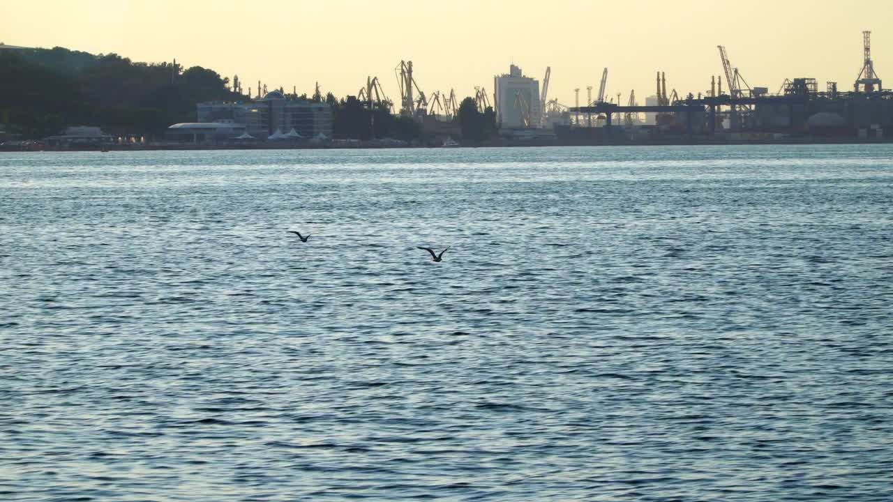 바다 위 를 날아다니는 두 마리의 해파리