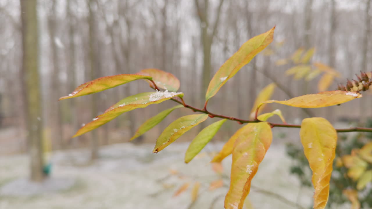 hojas de invierno nevadas