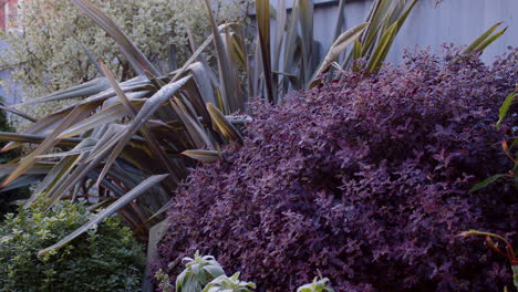 Phormium-De-Lino-De-Nueva-Zelanda,-Pittosporum,-Buxus-Cubierto-De-Escarcha-Y-Hielo