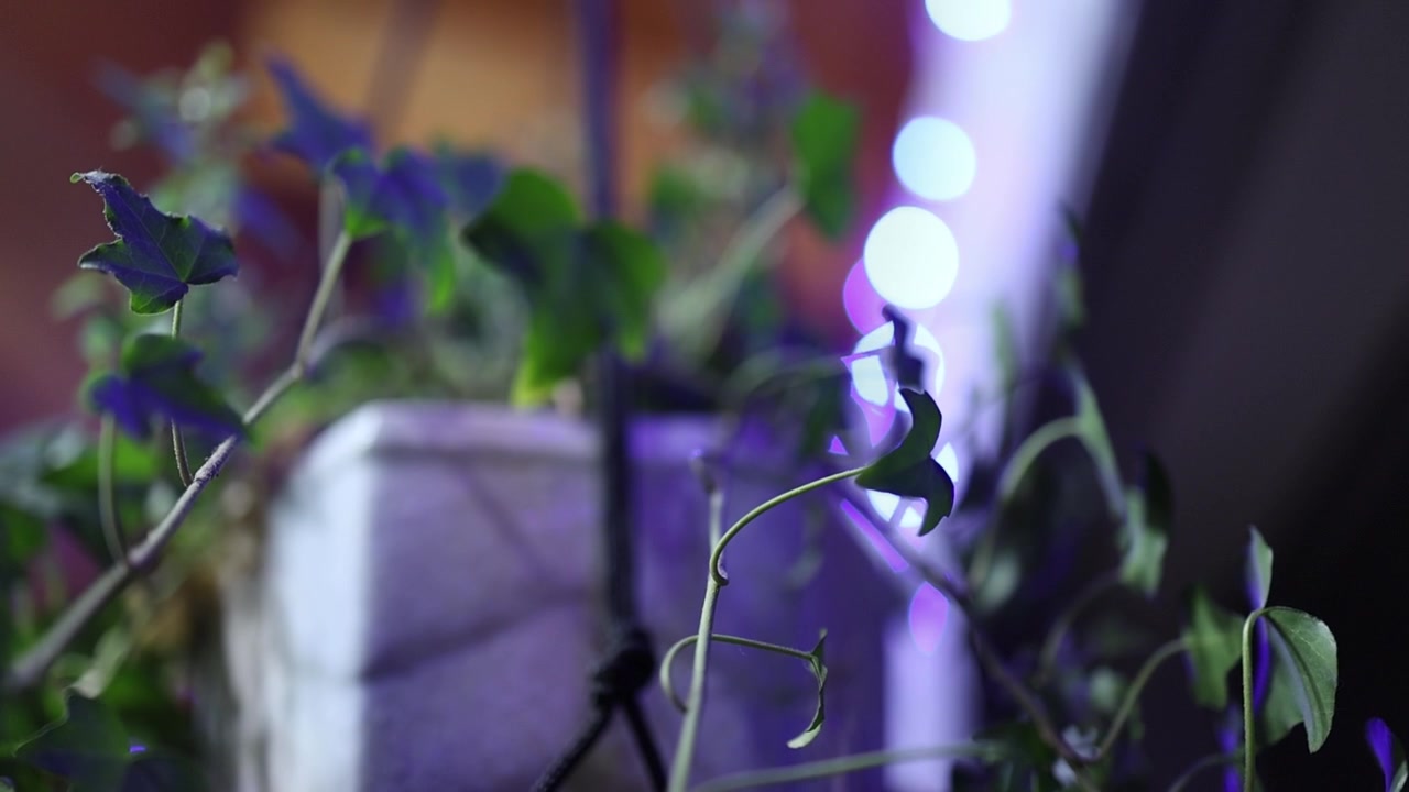 Primer plano macro de vibrantes hojas de hiedra verde en una maceta colgante, iluminadas por una suave luz interior y un bokeh colorido difuminado, capturando un ambiente sereno de decoración del hogar y una textura vegetal detallada.