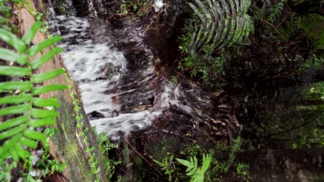 vertical view of the river in the alerce andino national park in southern chile with surrounding vegetation