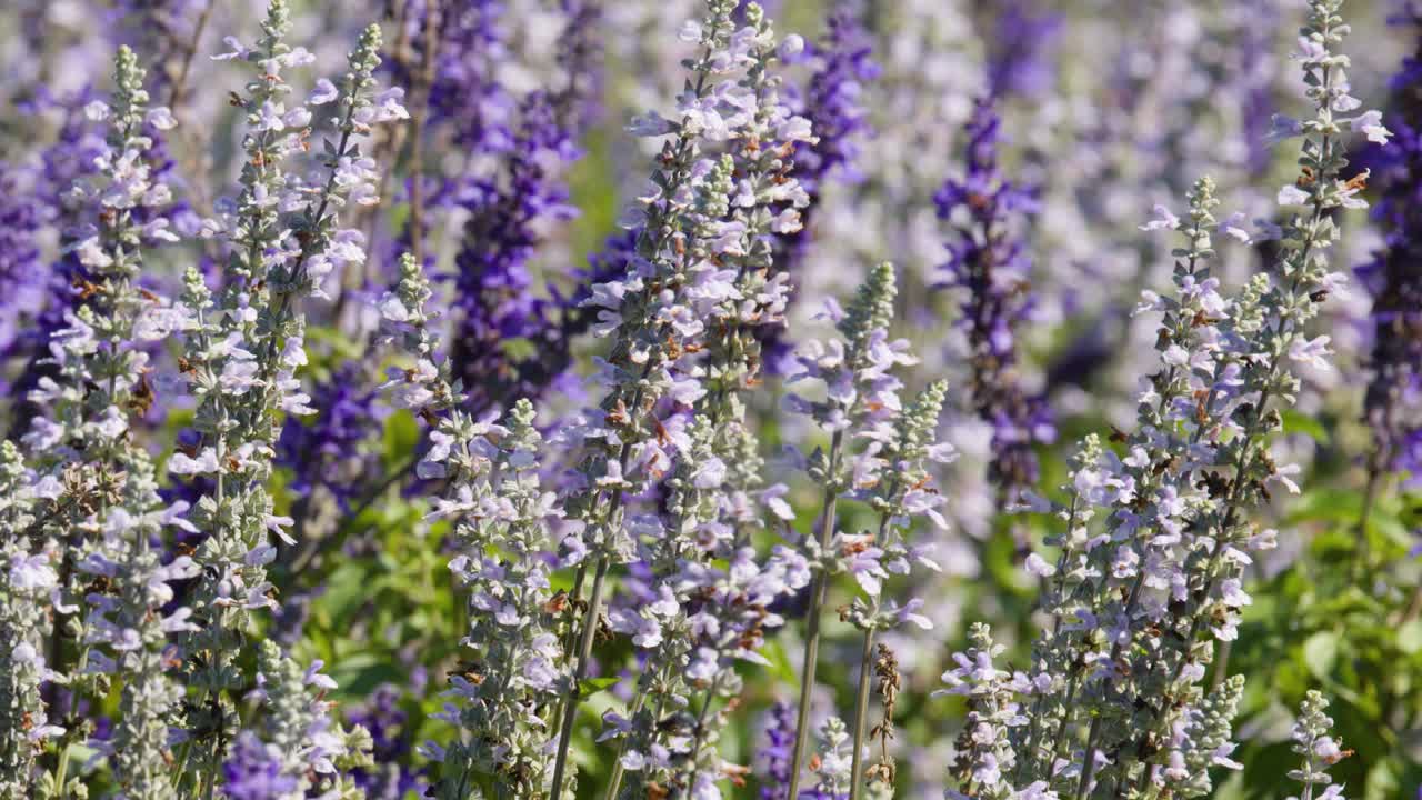 Campo di fiori di lavanda in primo piano a Khao Yai, Thailandia, che si muovono delicatamente nella brezza luminosa del giorno