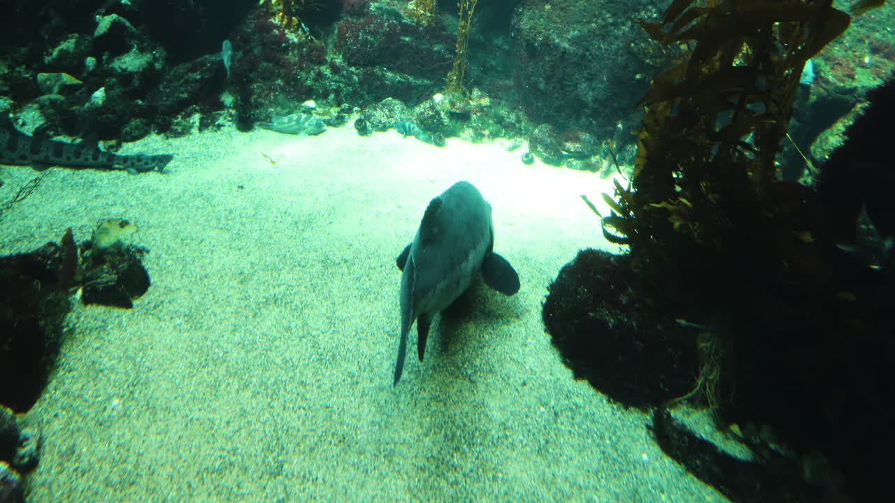 거대한 바다 바스, 바다 바닥에 있는 큰 검은 물고기