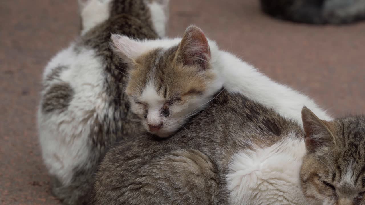 Un giovane gattino tigrato e bianco dorme pacificamente su un altro gatto