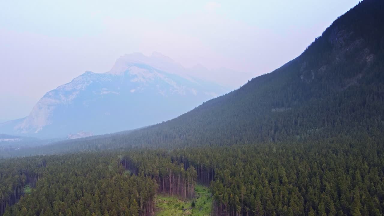 bosque de pinos deforestado en las montañas