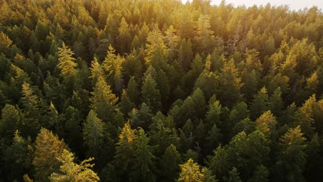 trees in an old growth forest at sunset