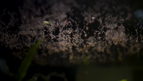 Mosquito-larvae-on-the-water-surface