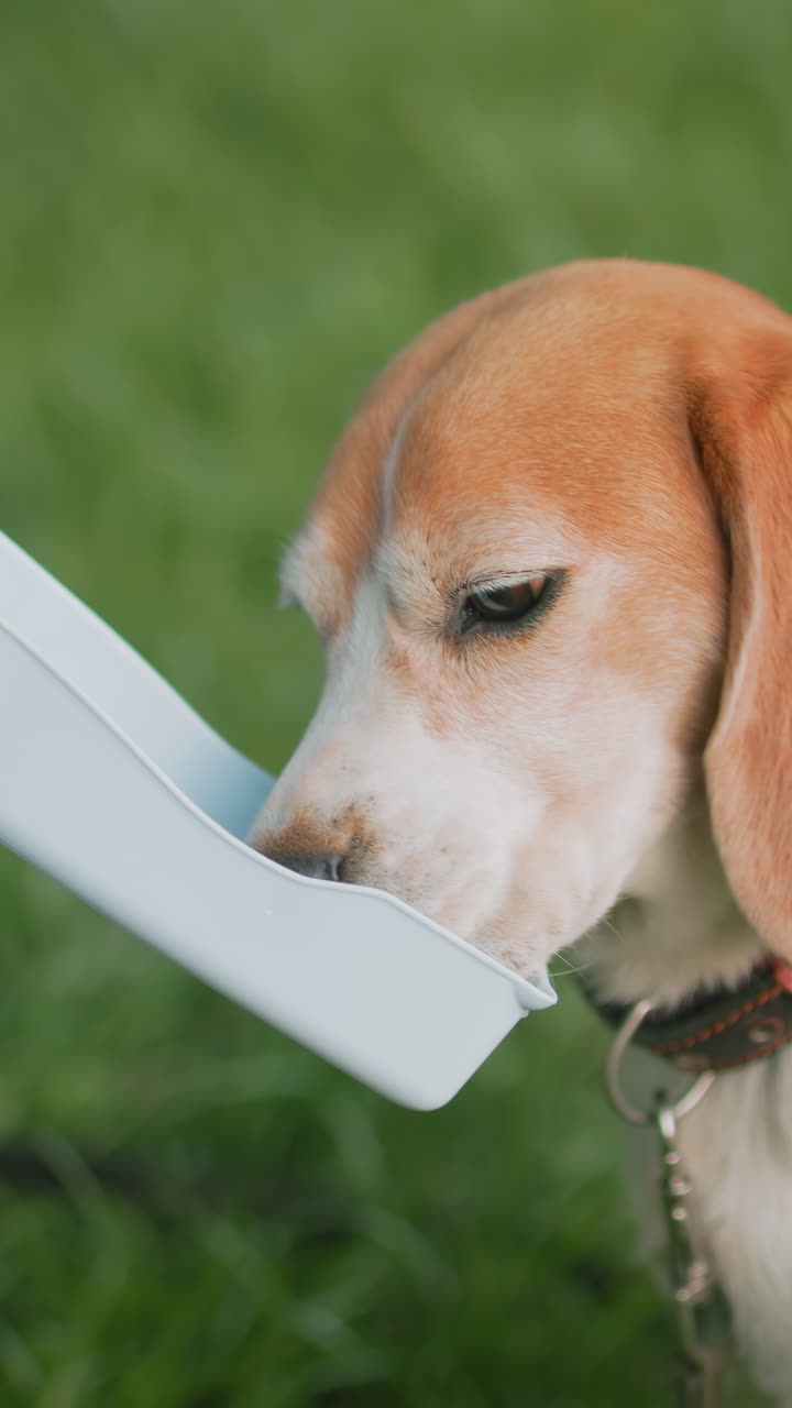 primo piano del muso di un beagle che beve da una ciotola portatile, flusso dell'acqua, mano di un proprietario bianco che preme la bottiglia, goccioline che cadono sullo sfondo di erba verde, atmosfera da dimostrazione del prodotto e freschezza