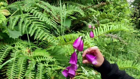 purple foxglove surrounded by ferns is fondled by a small child's hand