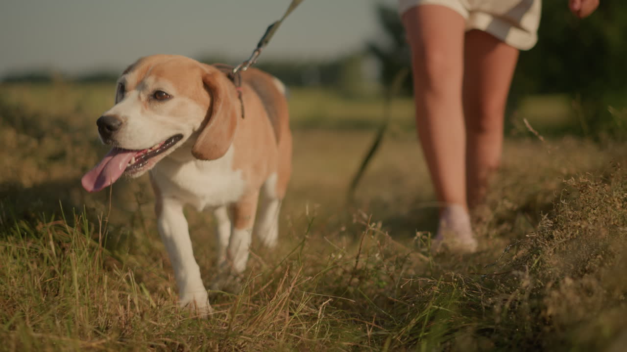 Beagle dog walking on leash with someone following behind through open sunny field, scene shows outdoor adventure, casual stroll in natural landscape with sun shining brightly