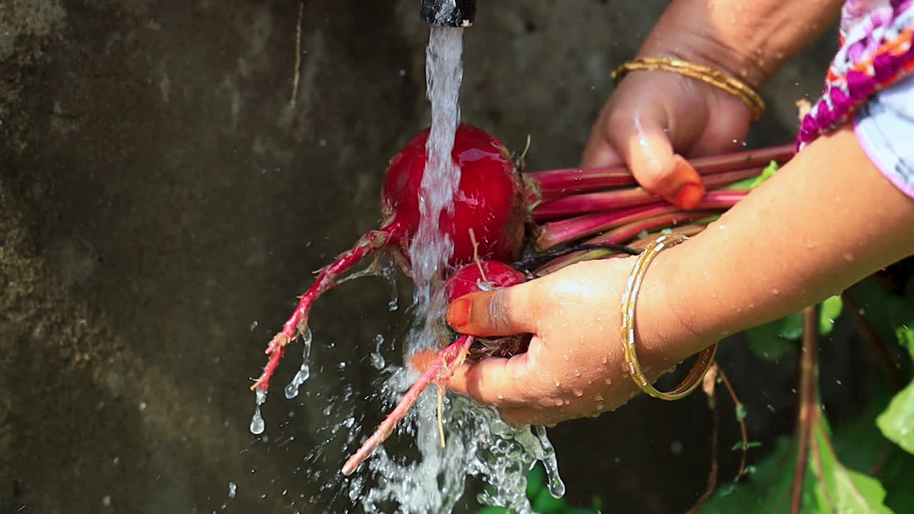 Woman rinse mud with water from the freshly harvested beets or beetroot in backyard organic garden.