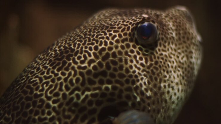 Close-up of cute Fugu Pufferfish looking up