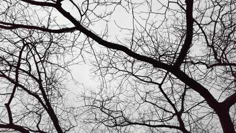 moving slowly under tree branches on gray cloudy day