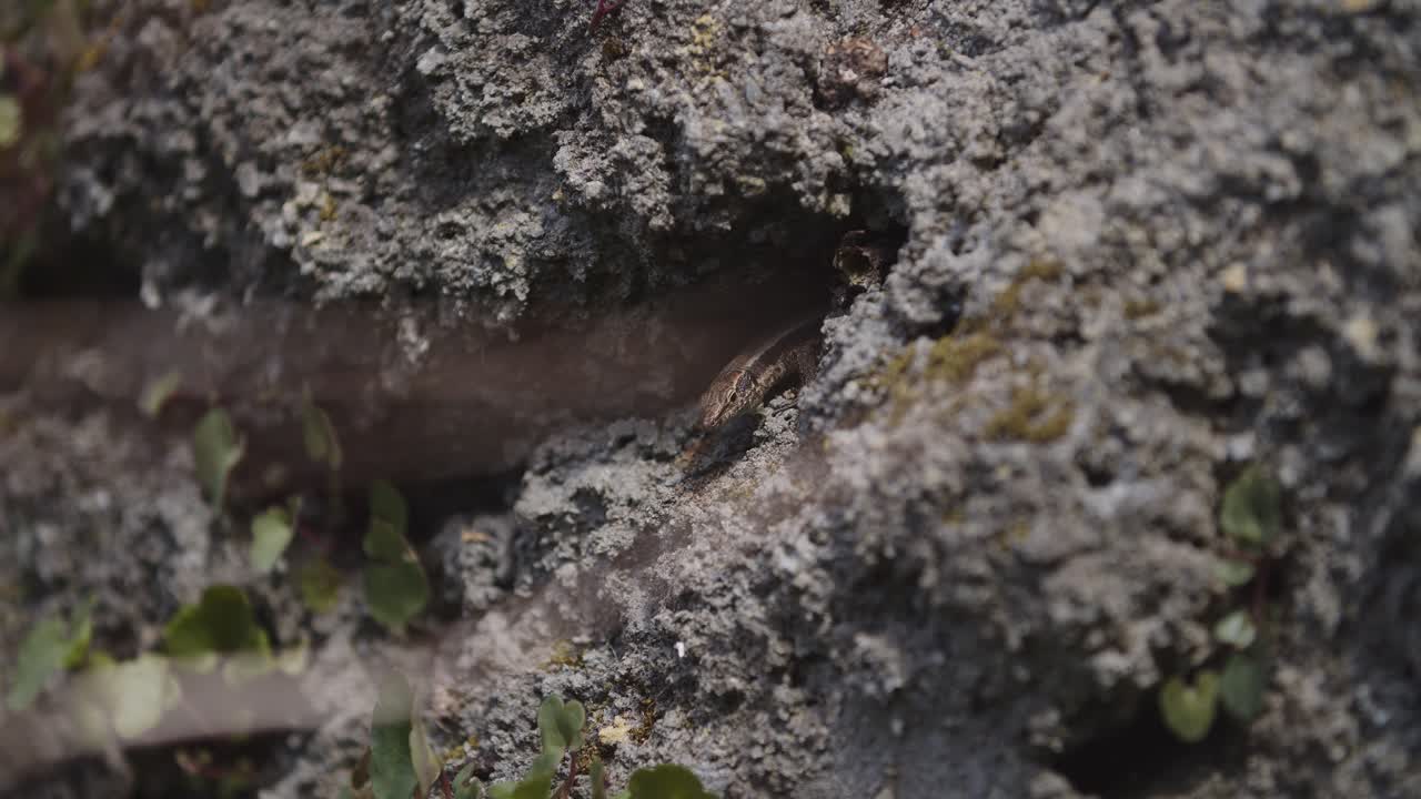 lagarto asustado tratando de salir