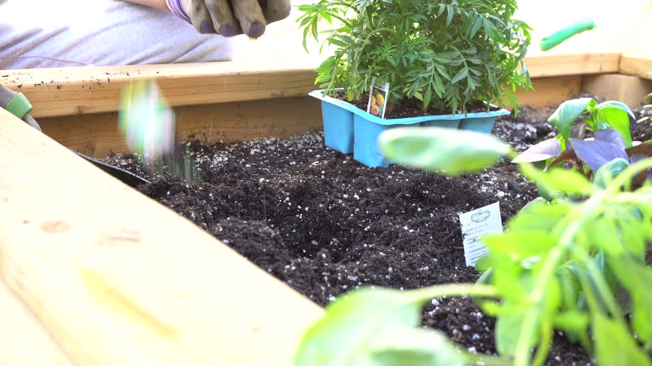 Transplanting seedlings into the garden boxes in Spring - isolated