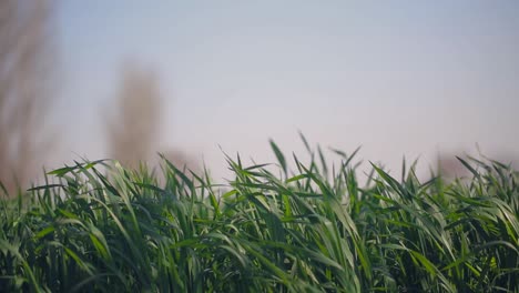 Las-Vacas-Son-El-Mejor-Forraje-De-Ensilaje-Fresco-Y-Nutricional,-Una-Toma-De-Cultivo-En-La-Granja