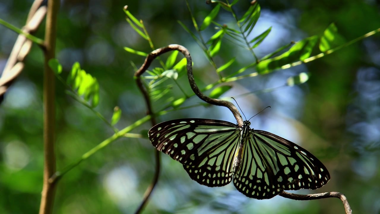 Video ravvicinato di fauna selvatica che mostra una farfalla Glassy Tiger, Parantica aglea, che sbatte delicatamente le ali mentre è posata su un ramo d'albero nel suo habitat naturale nella foresta