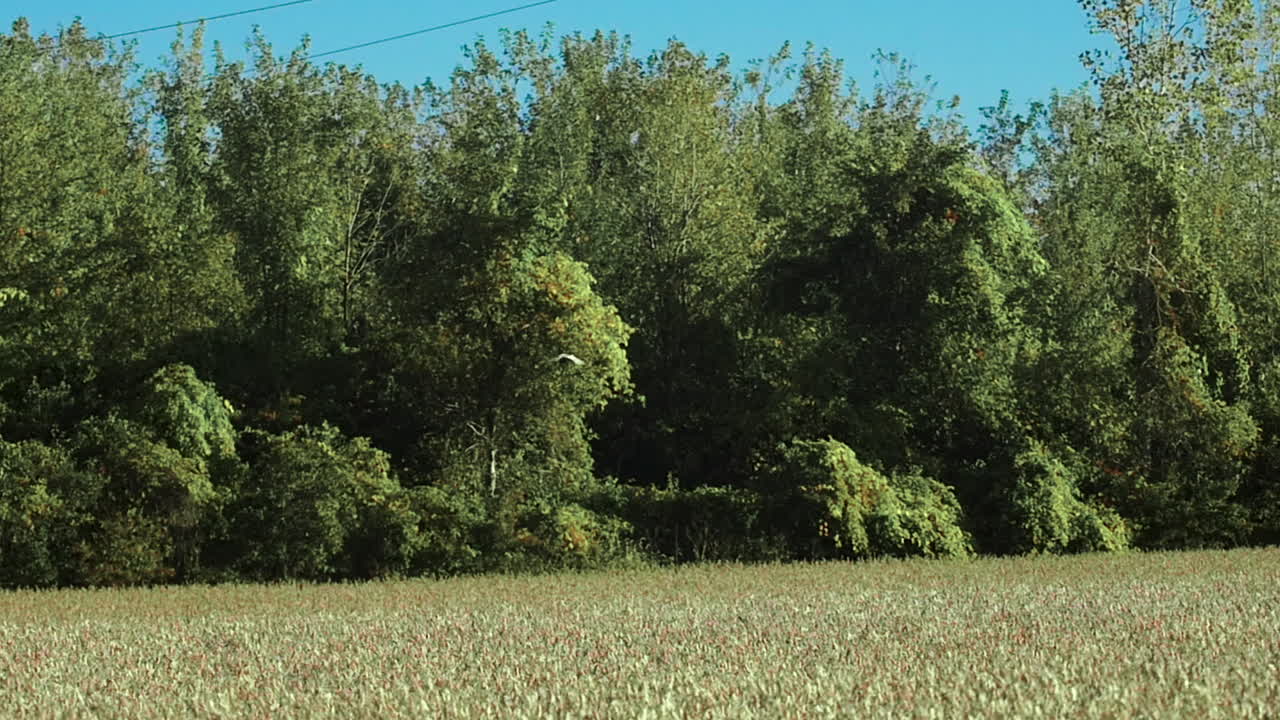 A pheasant soars over a field next to a forest