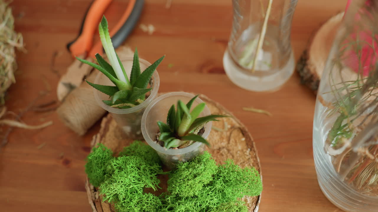 Top view of succulents planted in plastic cups placed on wooden slice surrounded by decorative green moss, natural craft materials, twine, and glass vase on wooden table eco friendly handmade arrangement