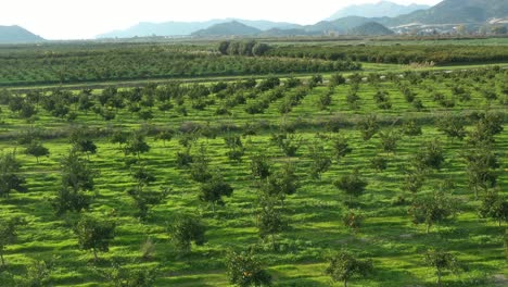 A-beautiful-view-of-nature-in-spring-and-the-hills-in-the-distance