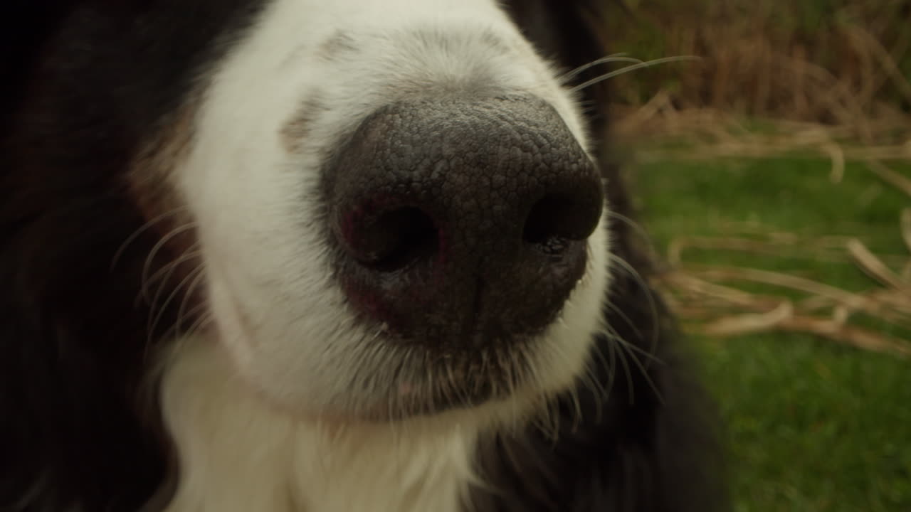 개 코의 광각 클로즈업 샷