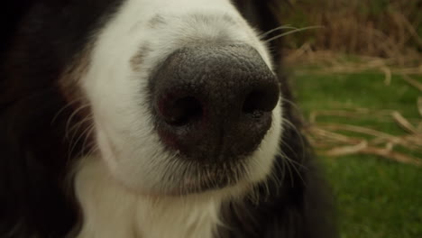 wide angle close up shot of a dogs nose