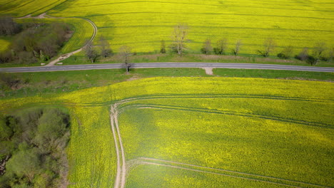 High-angle-aerial-pullback-reveals-rapeseed-fields-and-sandy-tractor-tracks,-lush-yellow