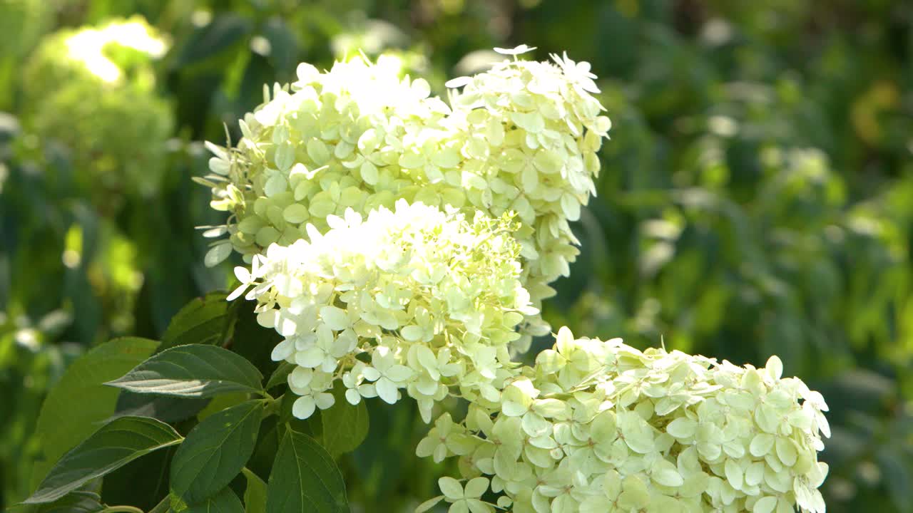 White hydrangea blooms gently move in sunlight, close-up, with soft camera pan in garden