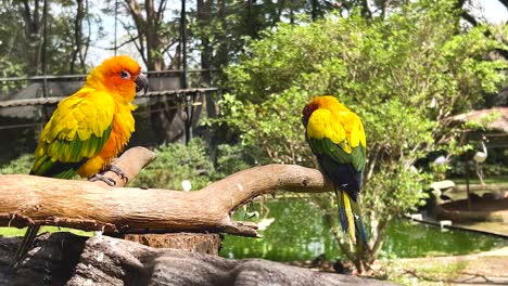 two parrots on a branch