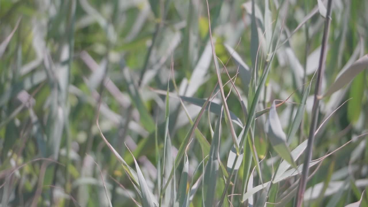 Swaying grassy tall blades, gentle serene movement, close-up view
