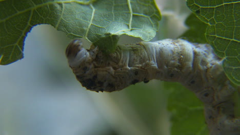 nahaufnahme einer seidenraupe, die auf einem grünen blatt kaut 2