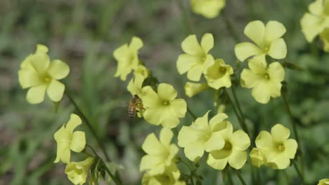 honey bee hovers and flies between yellow sourgrass flowers in breezy outdoor daylight setting
