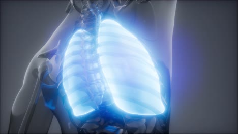 Human-Lungs-Radiology-Exam