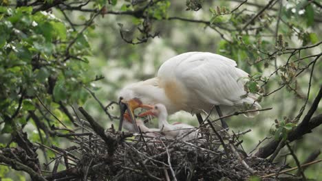 Erwachsener-Löffler-Füttert-Küken-Im-Nest