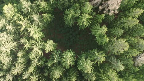 young planting of trees in a dense green coniferous forest