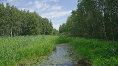 Swamp-Through-Green-Grass-And-Forest-Trees-On-A-Sunny-Day-In-Finland