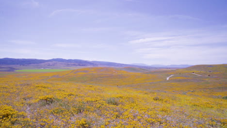 la reserva de amapolas del valle del antílope en lancaster, california