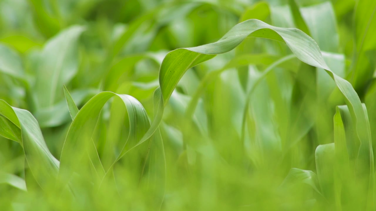 Close up shot of a corn plant moving with the wind in a sunny day